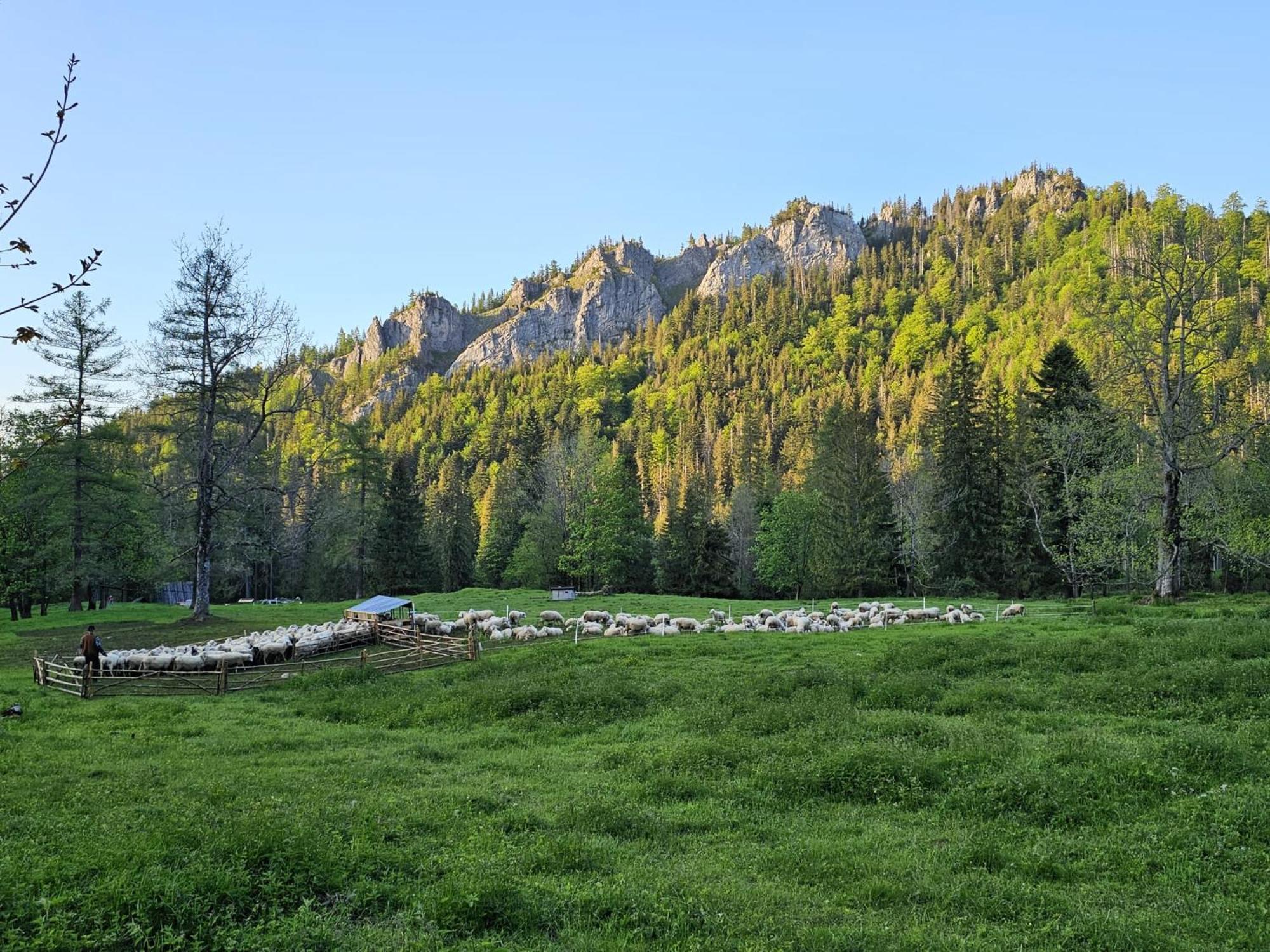 Gosciniec Kuznice Zakopane Exterior foto